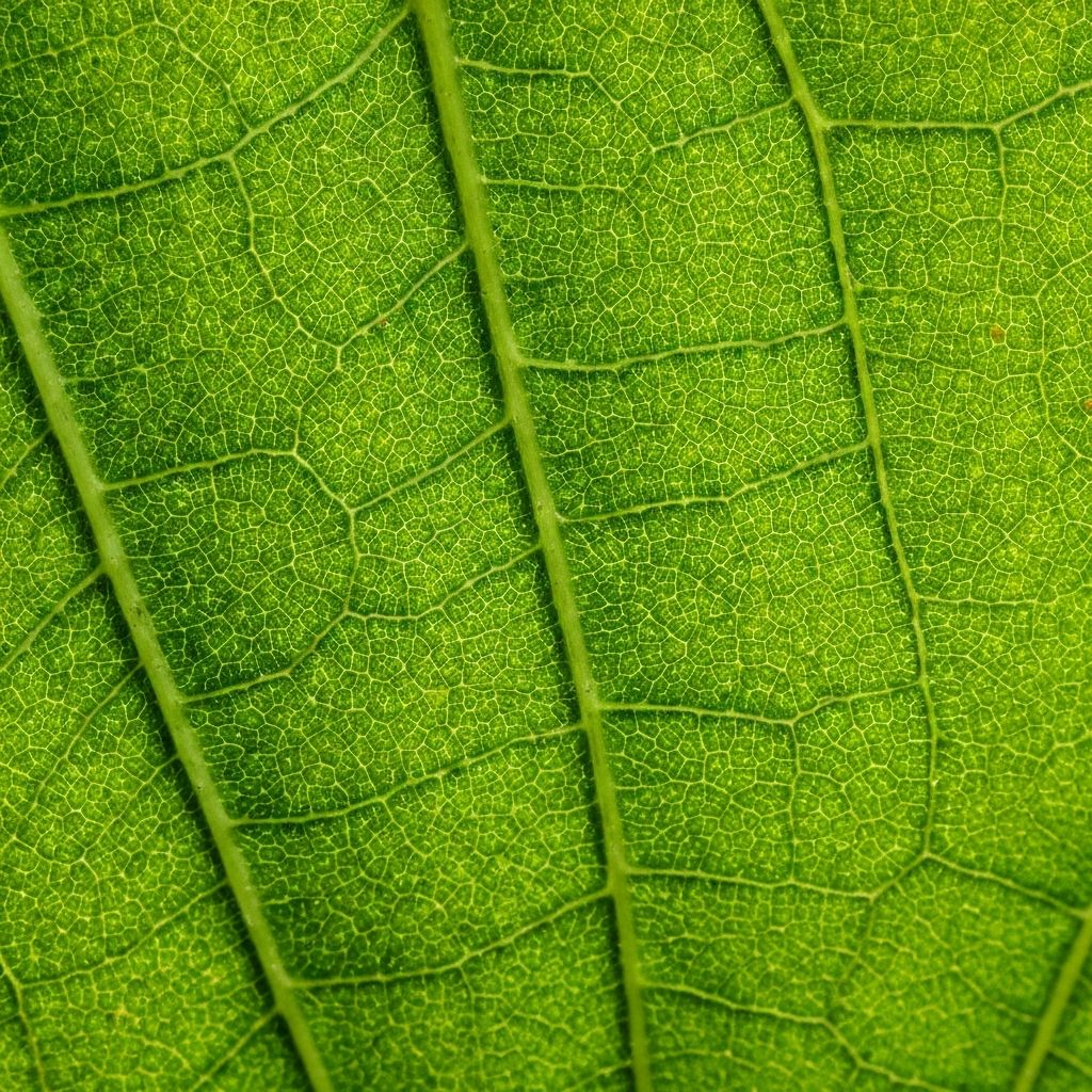 Plant cellular structures